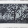 Vincenzo Cottinelli “L’invenzione della Quercia” Photogravure da fotopolimero